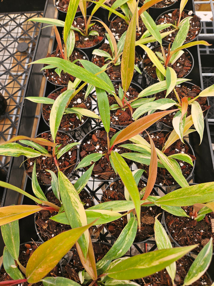 Philodendron Caramel Marble (3in)-Grower's Choice