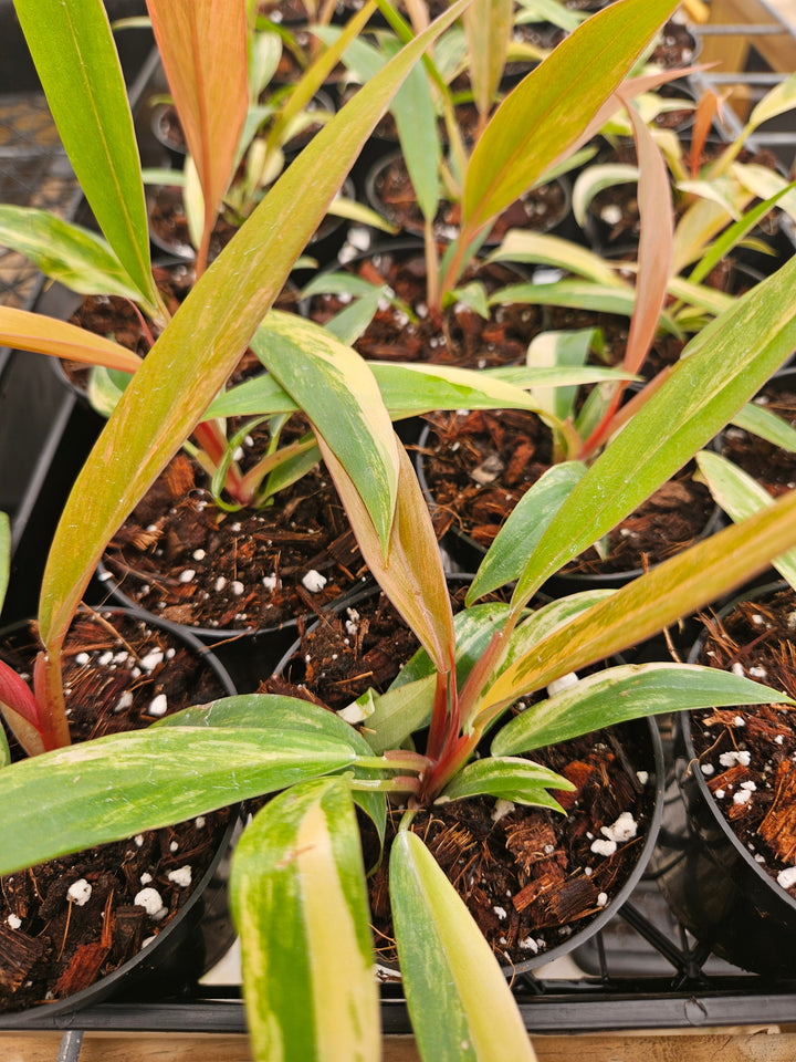 Philodendron Caramel Marble (3in)-Grower's Choice