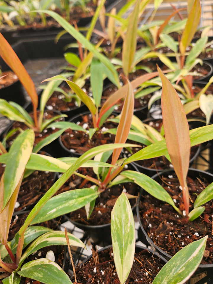 Philodendron Caramel Marble (3in)-Grower's Choice