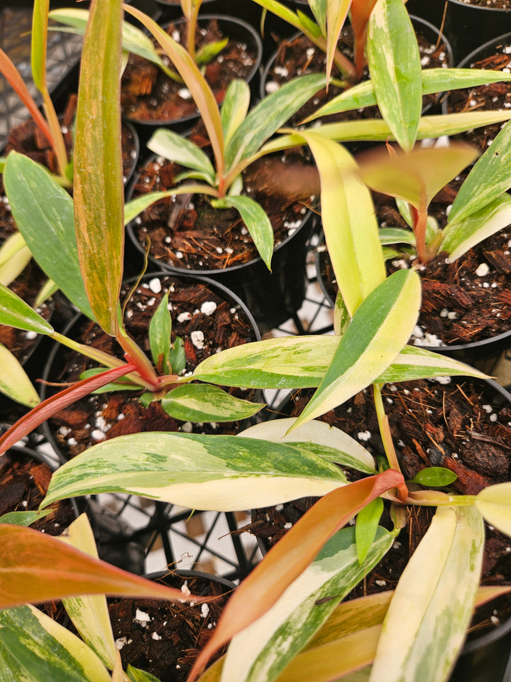 Philodendron Caramel Marble (3in)-Grower's Choice