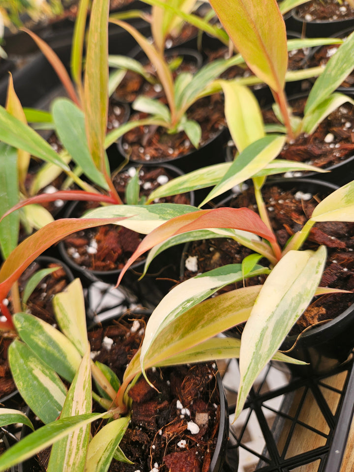 Philodendron Caramel Marble (3in)-Grower's Choice
