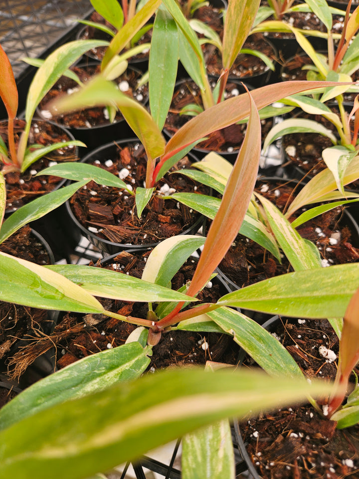 Philodendron Caramel Marble (3in)-Grower's Choice