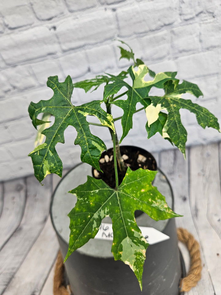 Variegated Mayan Spinach Tree (3in)-996