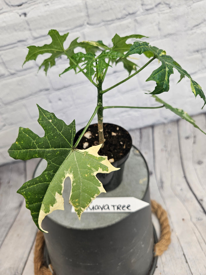 Variegated Mayan Spinach Tree (3in)-996