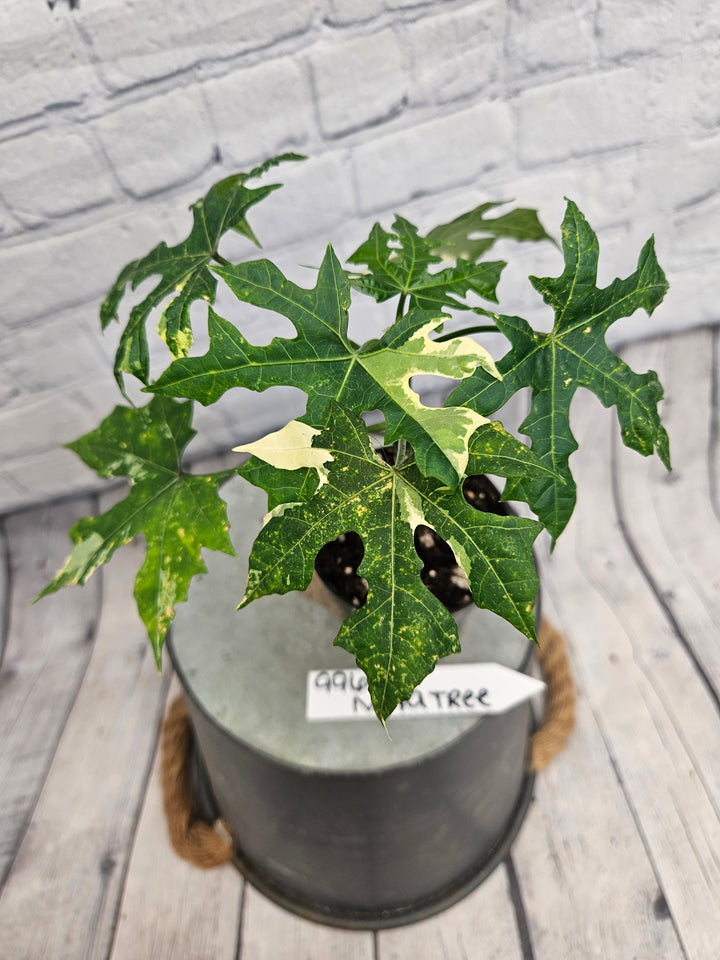 Variegated Mayan Spinach Tree (3in)-996