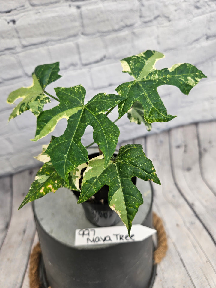 Variegated Mayan Spinach Tree (3in)-997
