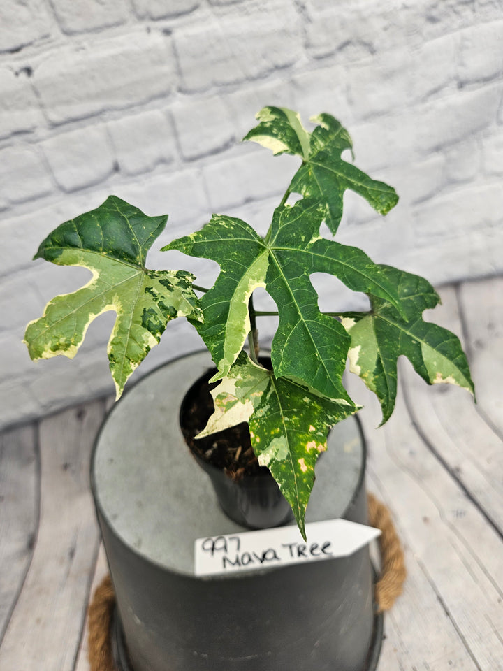 Variegated Mayan Spinach Tree (3in)-997