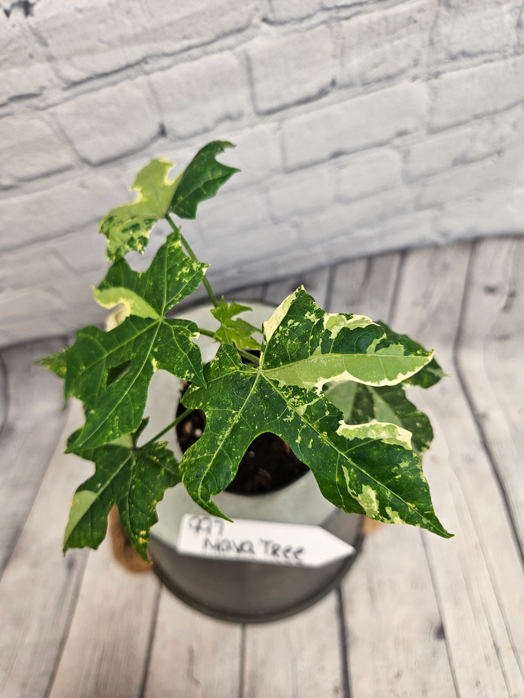 Variegated Mayan Spinach Tree (3in)-997