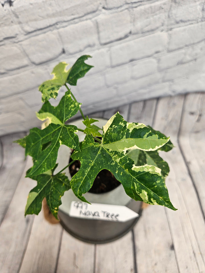 Variegated Mayan Spinach Tree (3in)-997
