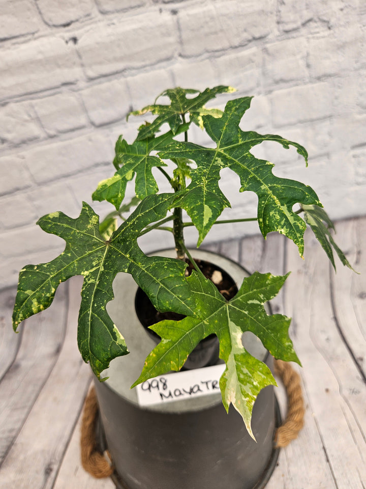 Variegated Mayan Spinach Tree (3in)-998