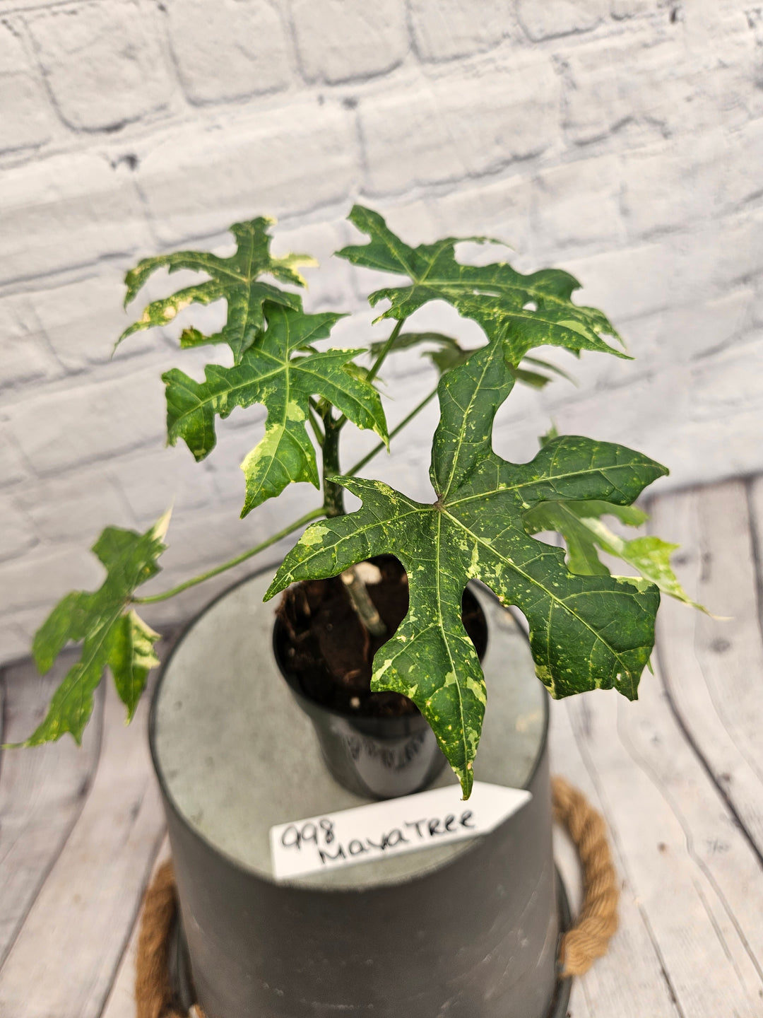 Variegated Mayan Spinach Tree (3in)-998