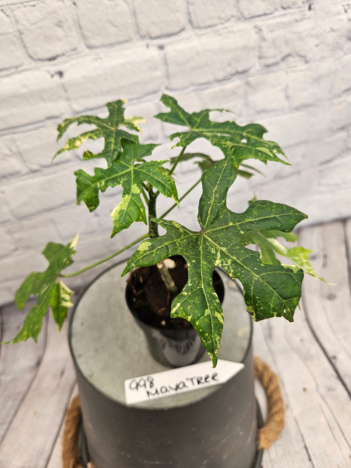Variegated Mayan Spinach Tree (3in)-998