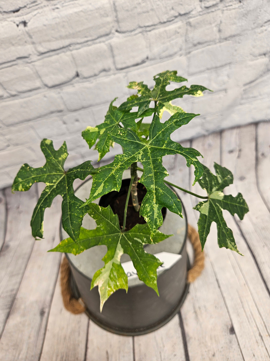 Variegated Mayan Spinach Tree (3in)-998
