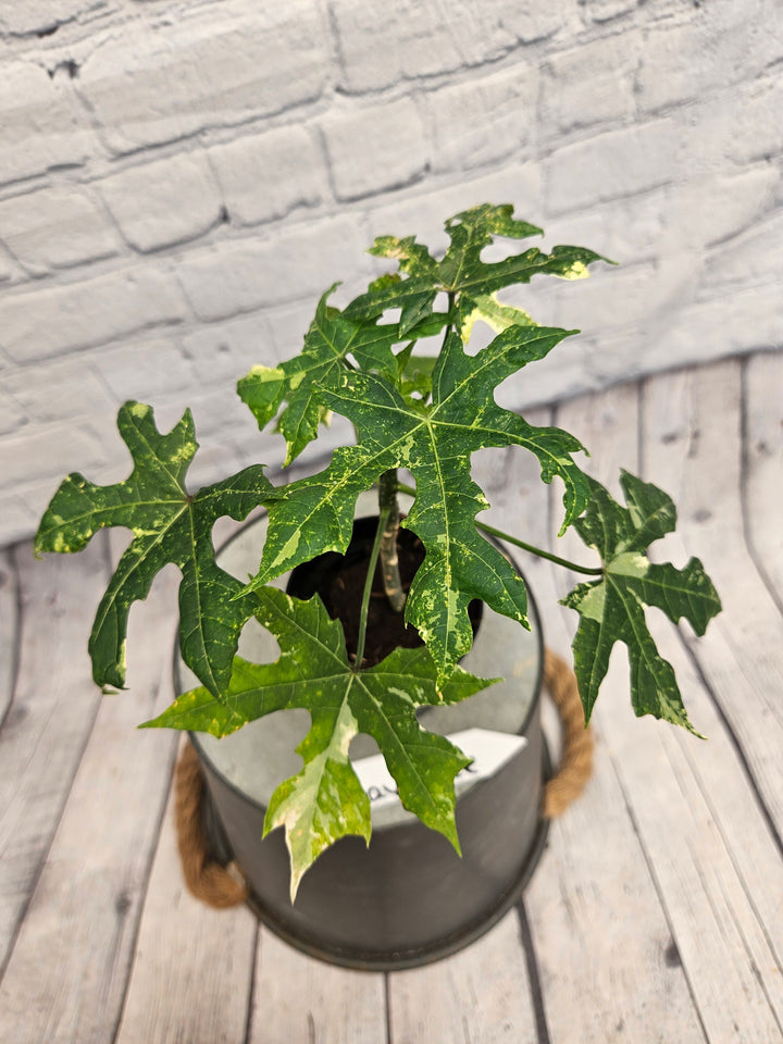 Variegated Mayan Spinach Tree (3in)-998