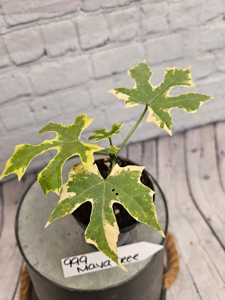 Variegated Mayan Spinach Tree (3in)-999