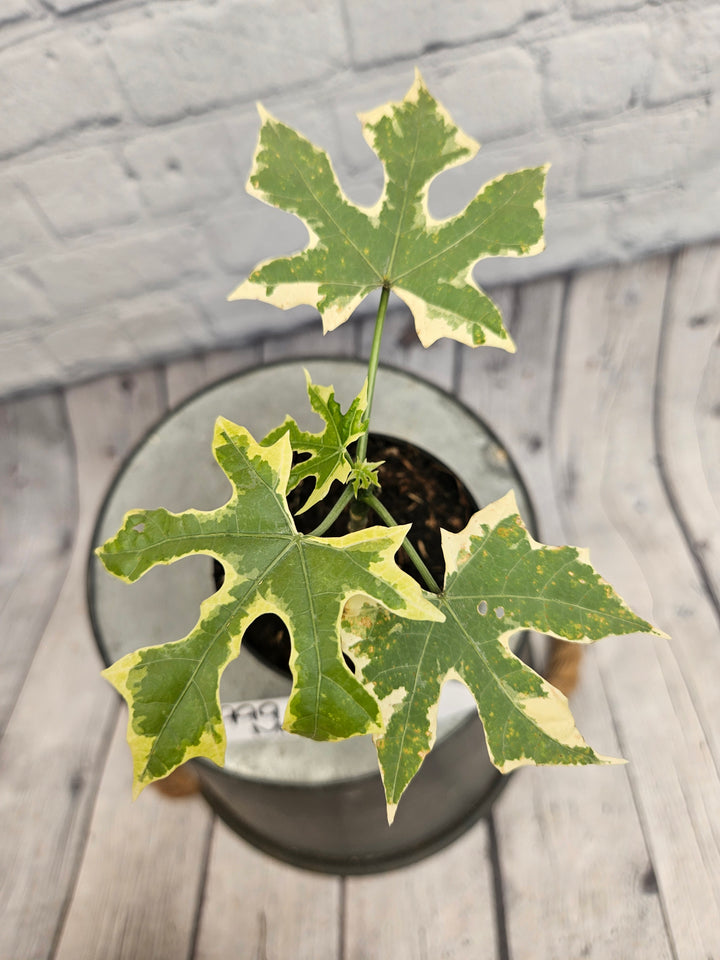 Variegated Mayan Spinach Tree (3in)-999