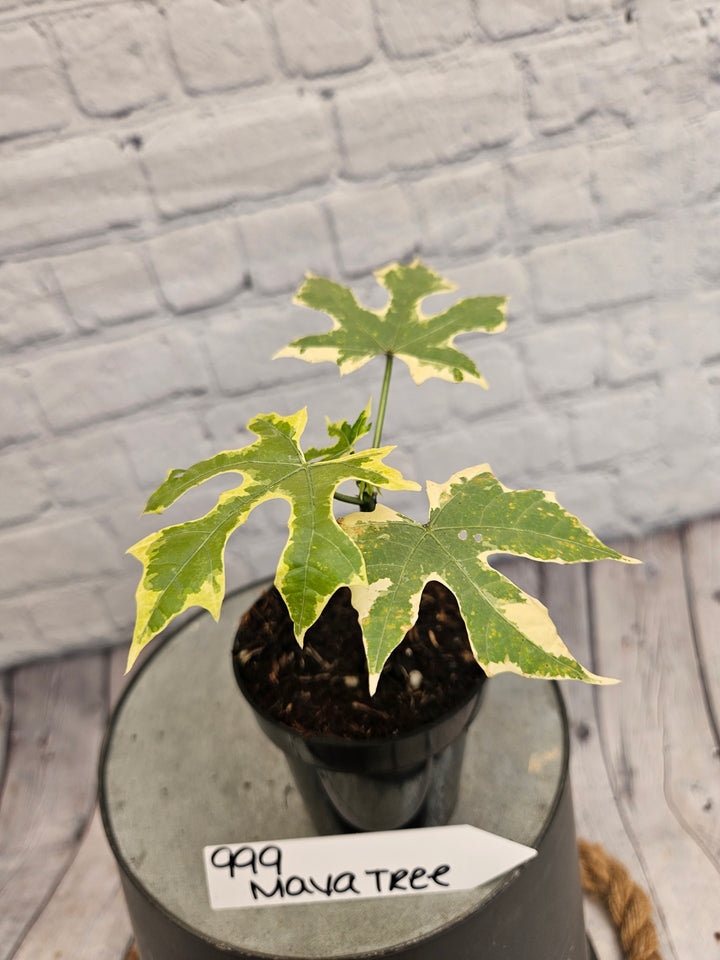 Variegated Mayan Spinach Tree (3in)-999