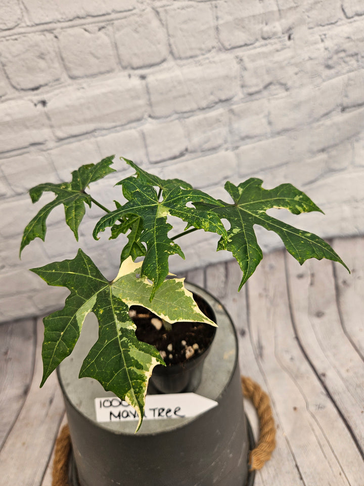 Variegated Mayan Spinach Tree (3in)-1000