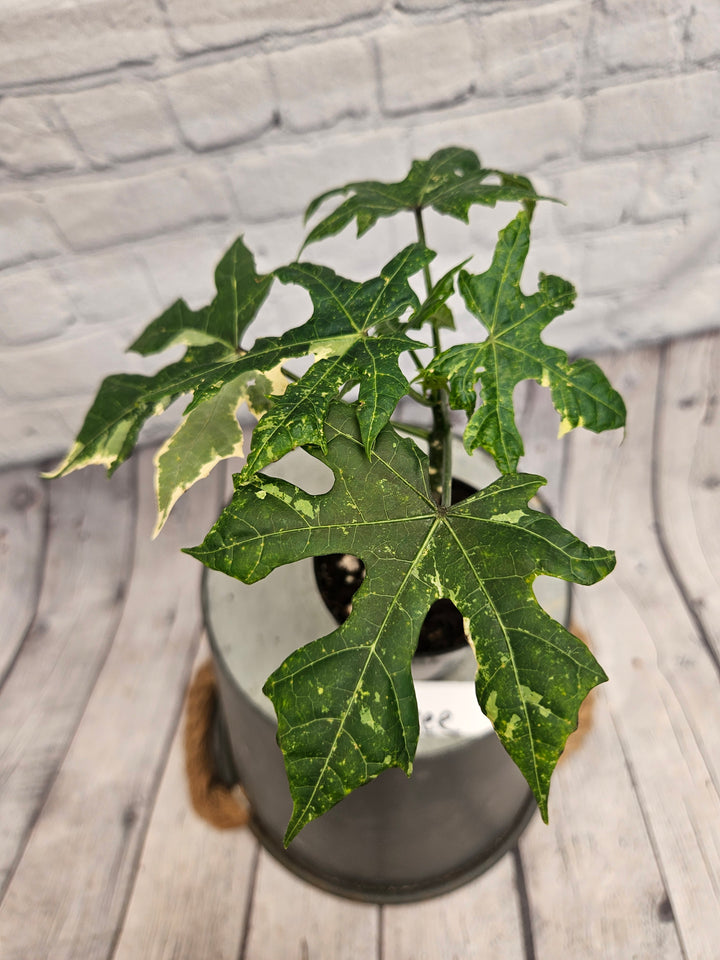 Variegated Mayan Spinach Tree (3in)-1000