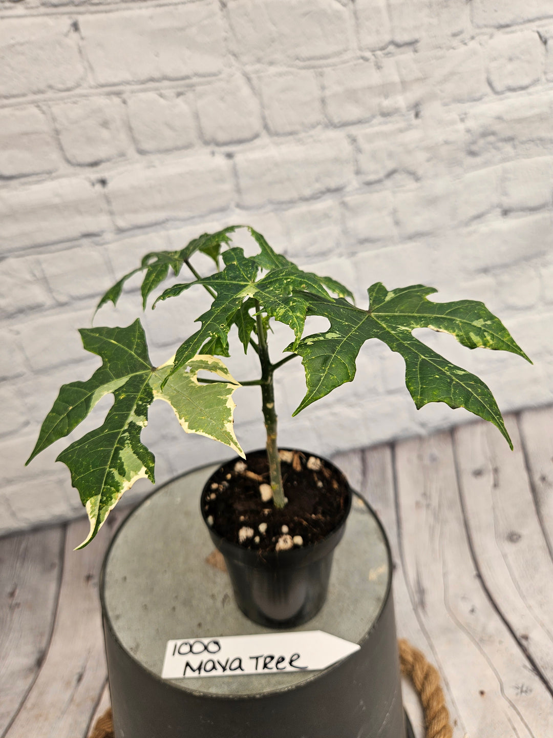 Variegated Mayan Spinach Tree (3in)-1000