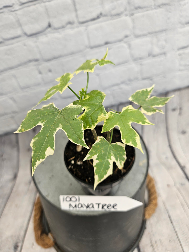 Variegated Mayan Spinach Tree (3in)-1001