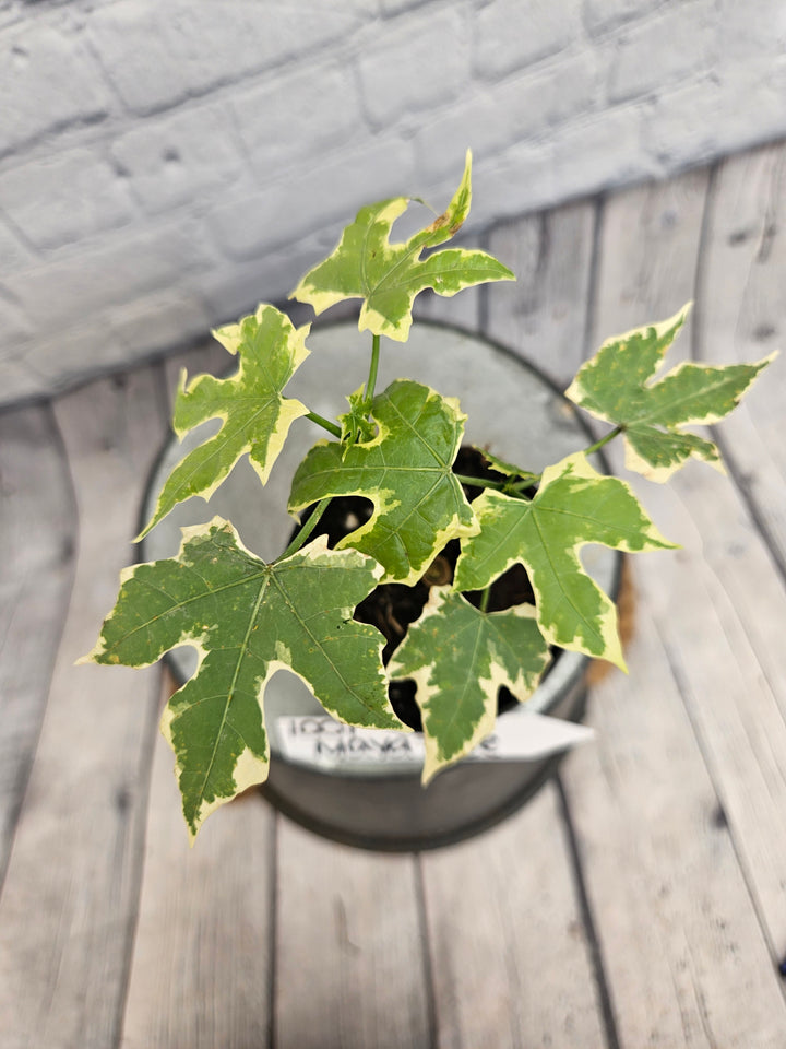 Variegated Mayan Spinach Tree (3in)-1001