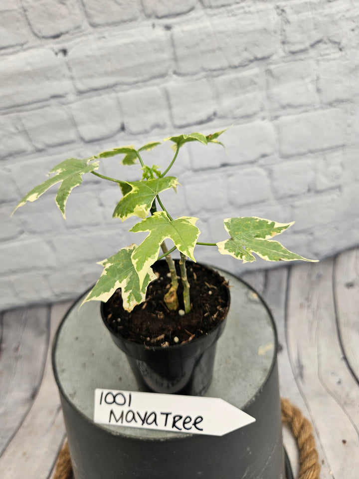 Variegated Mayan Spinach Tree (3in)-1001