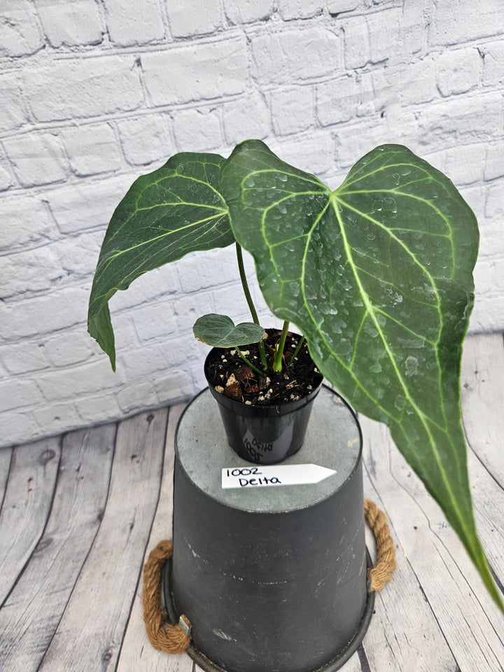 Anthurium Delta Force (4in)-1002