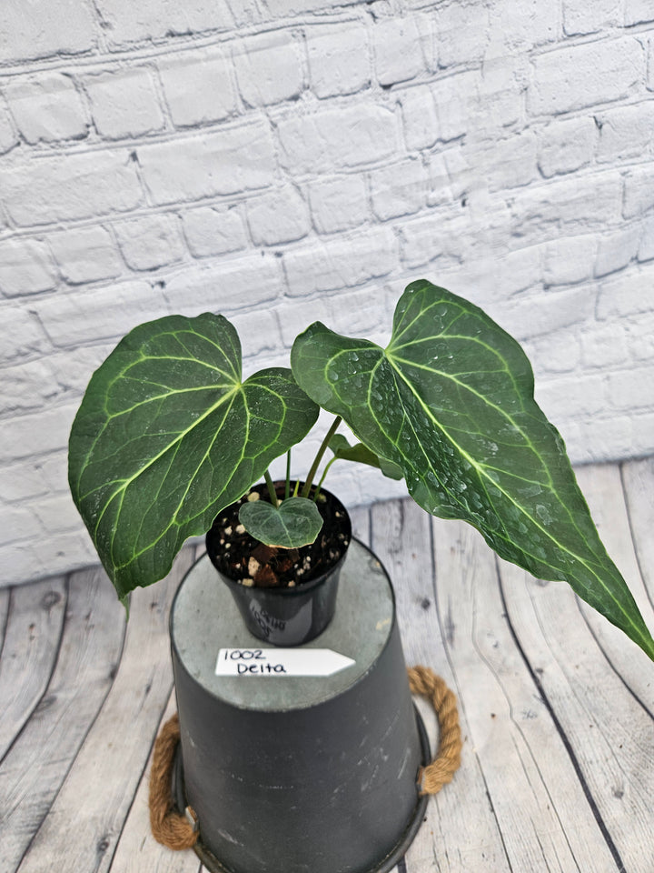 Anthurium Delta Force (4in)-1002