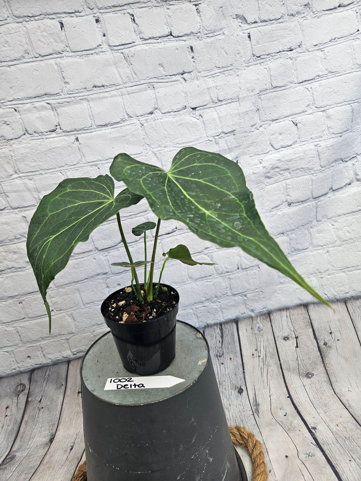 Anthurium Delta Force (4in)-1002