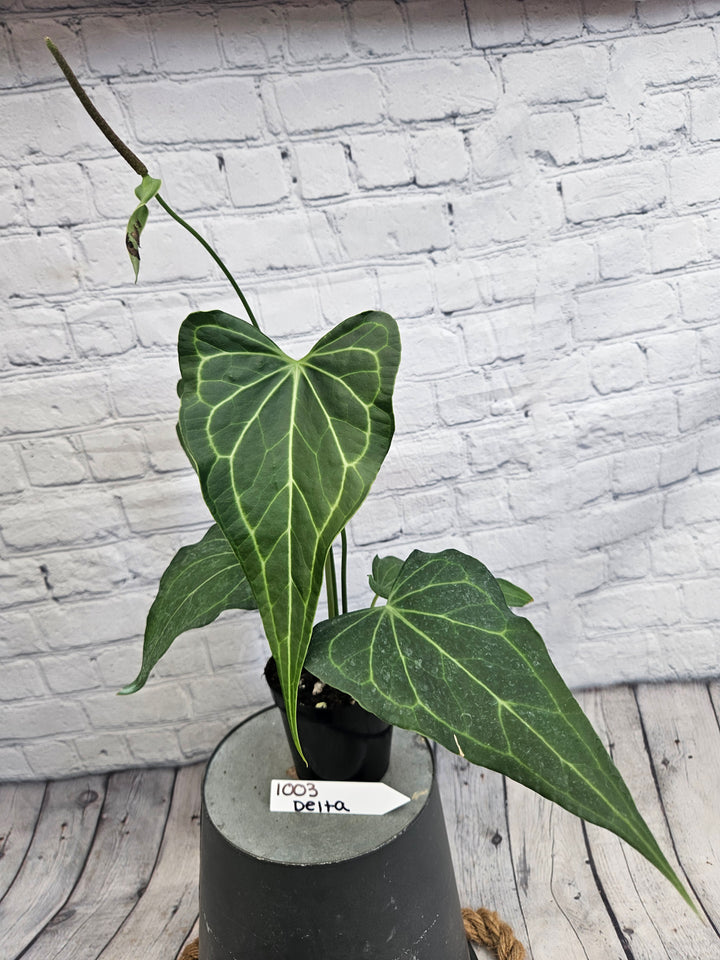 Anthurium Delta Force (4in)-1003