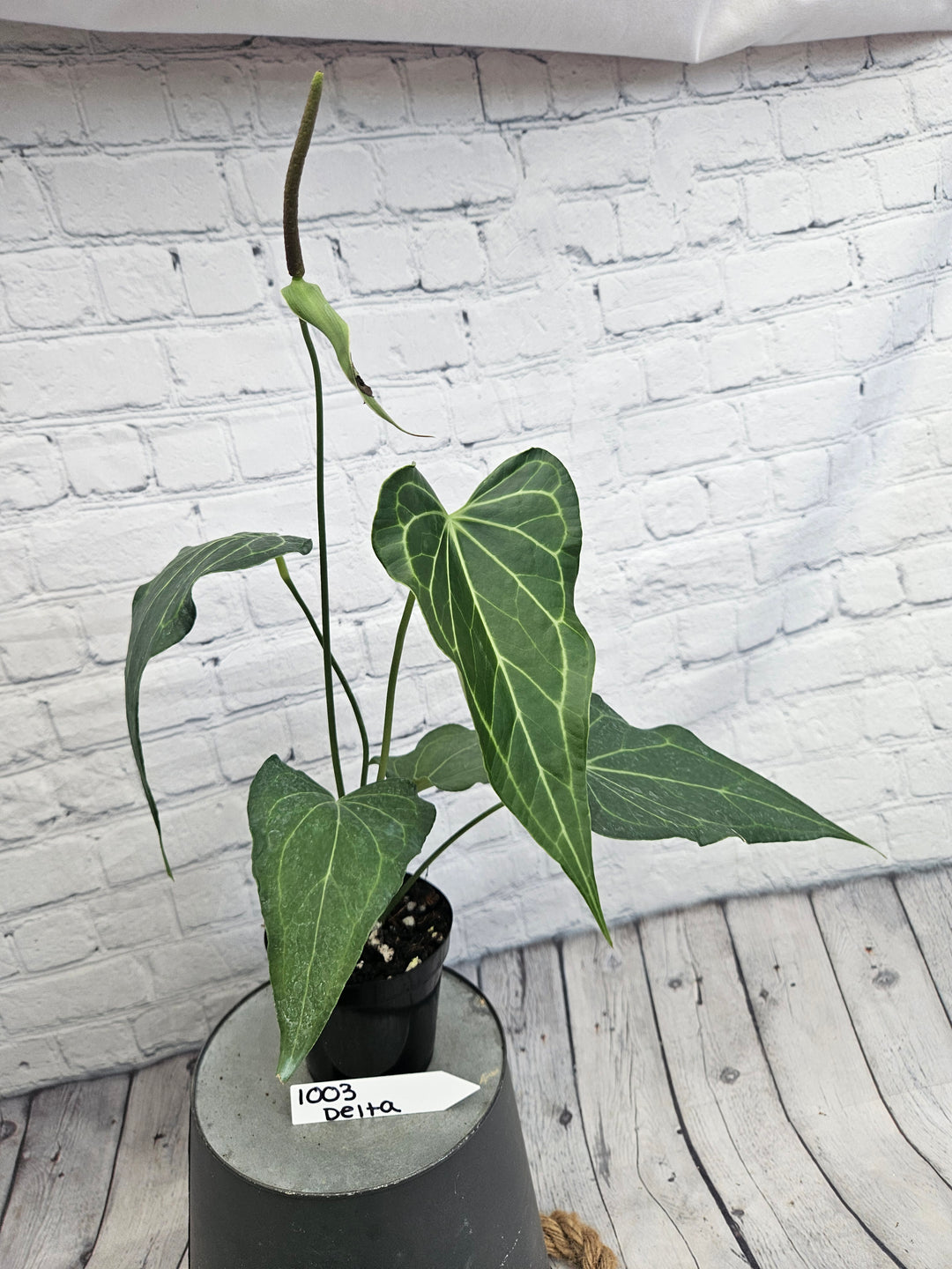 Anthurium Delta Force (4in)-1003