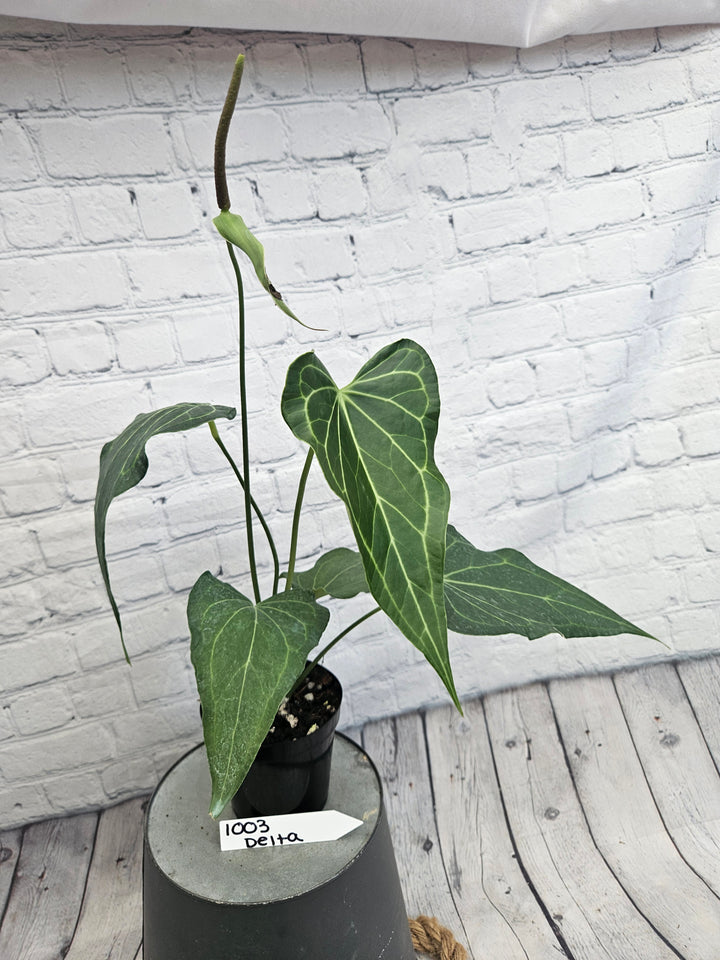 Anthurium Delta Force (4in)-1003