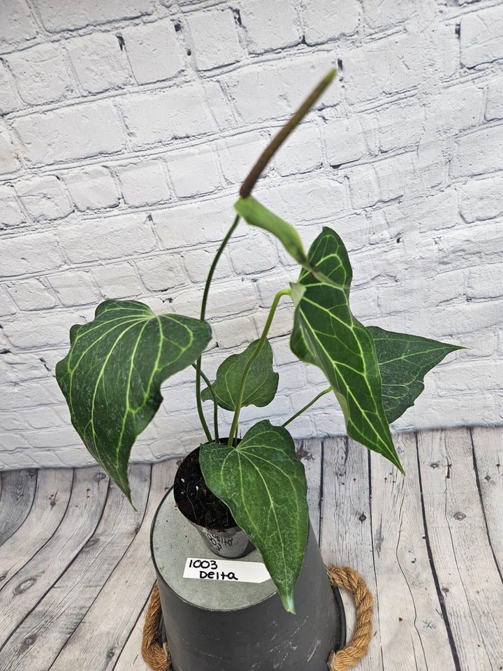 Anthurium Delta Force (4in)-1003