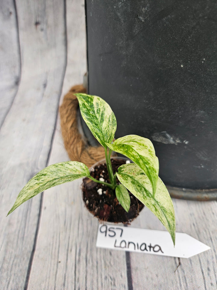 Monstera Var Laniata (2in)-957