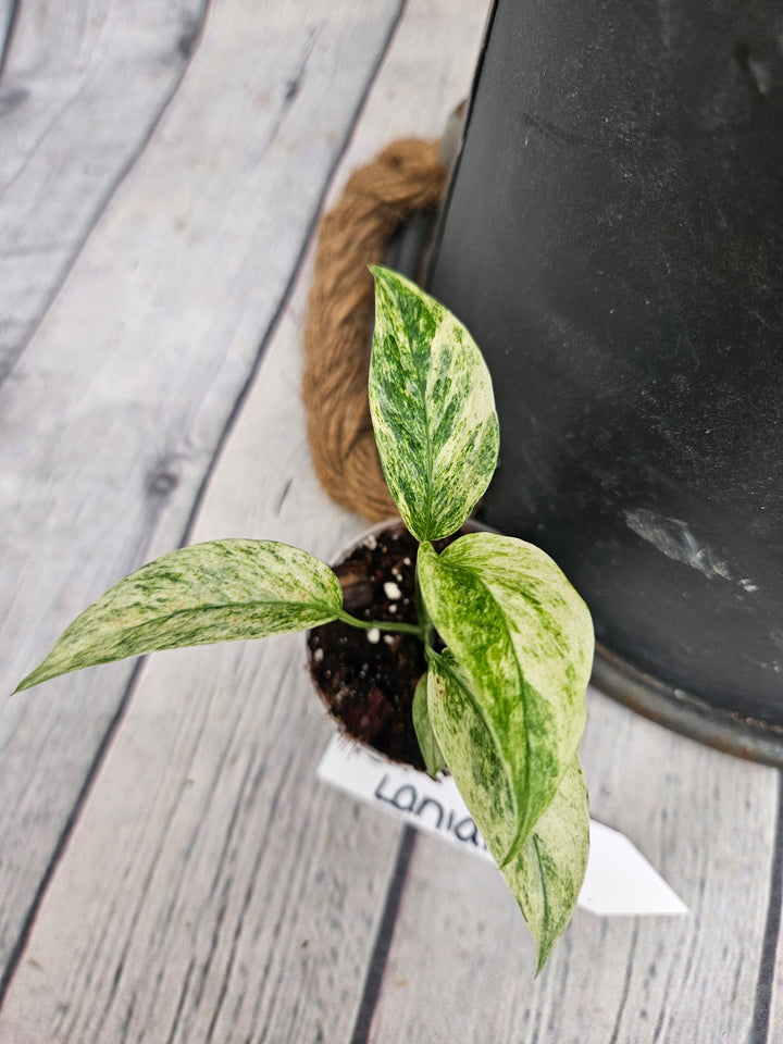 Monstera Var Laniata (2in)-957