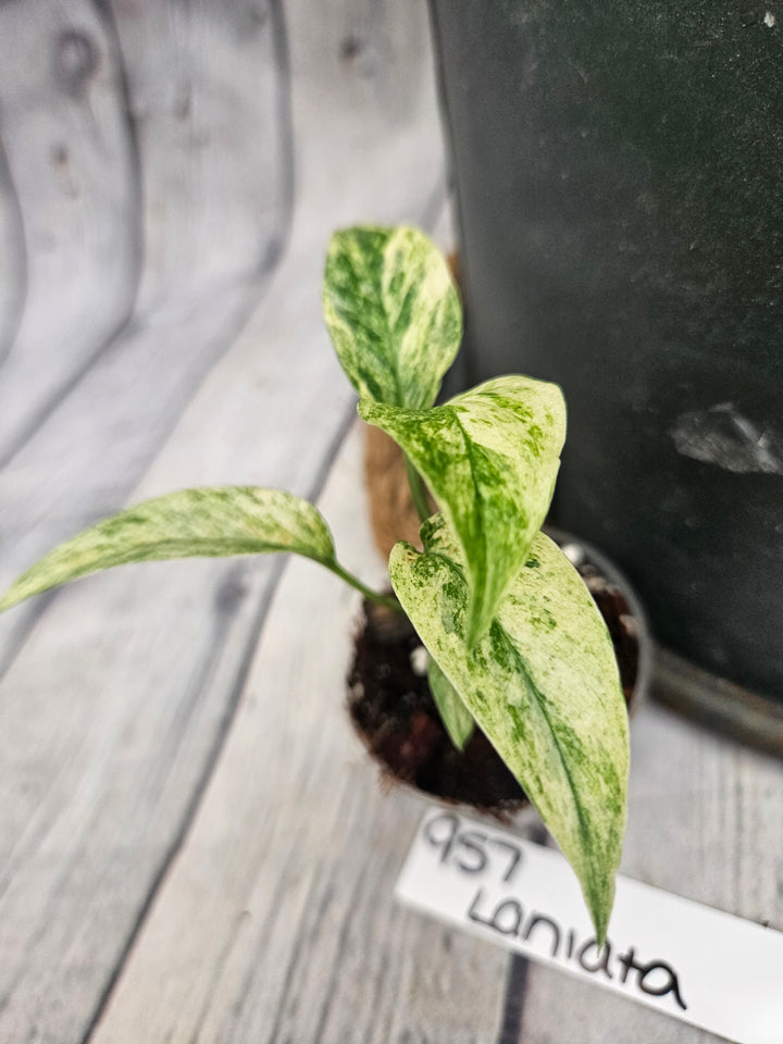 Monstera Var Laniata (2in)-957
