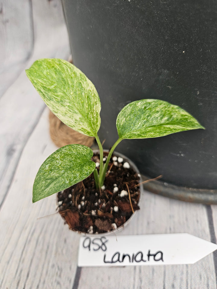 Monstera Var Laniata (2in)-958
