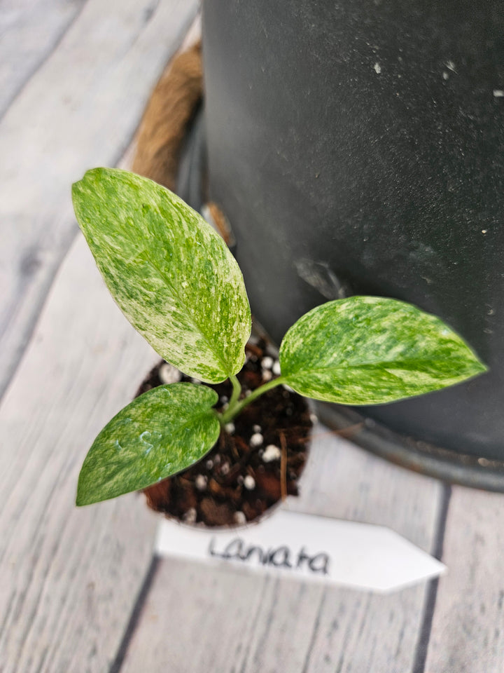 Monstera Var Laniata (2in)-958
