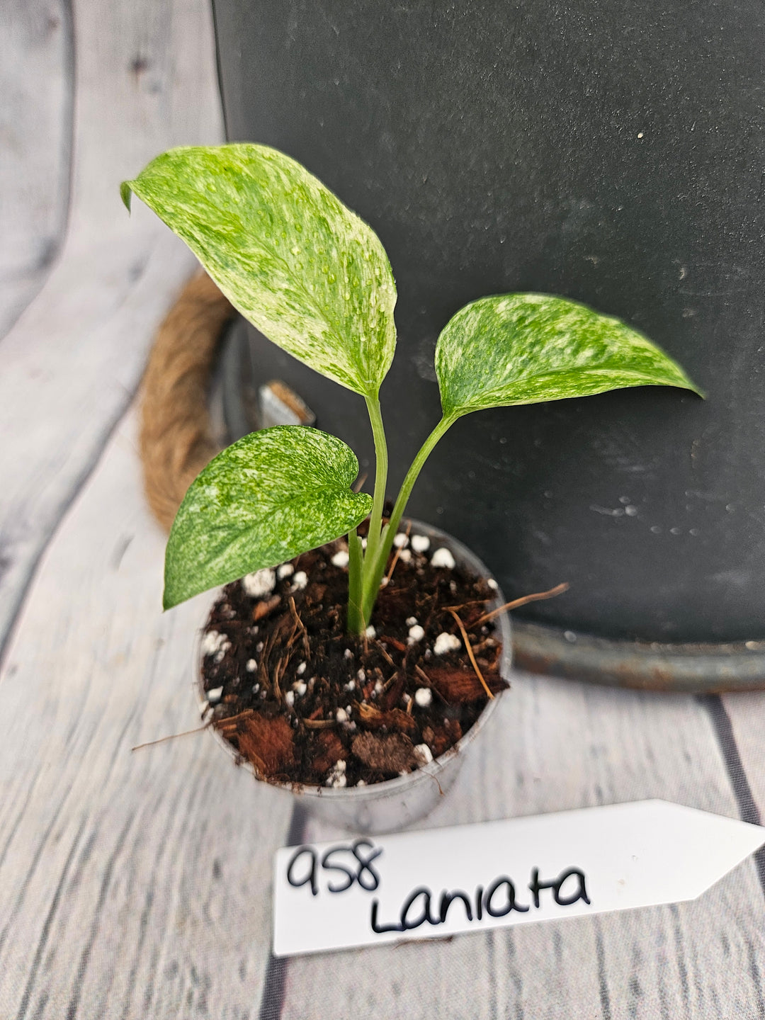 Monstera Var Laniata (2in)-958