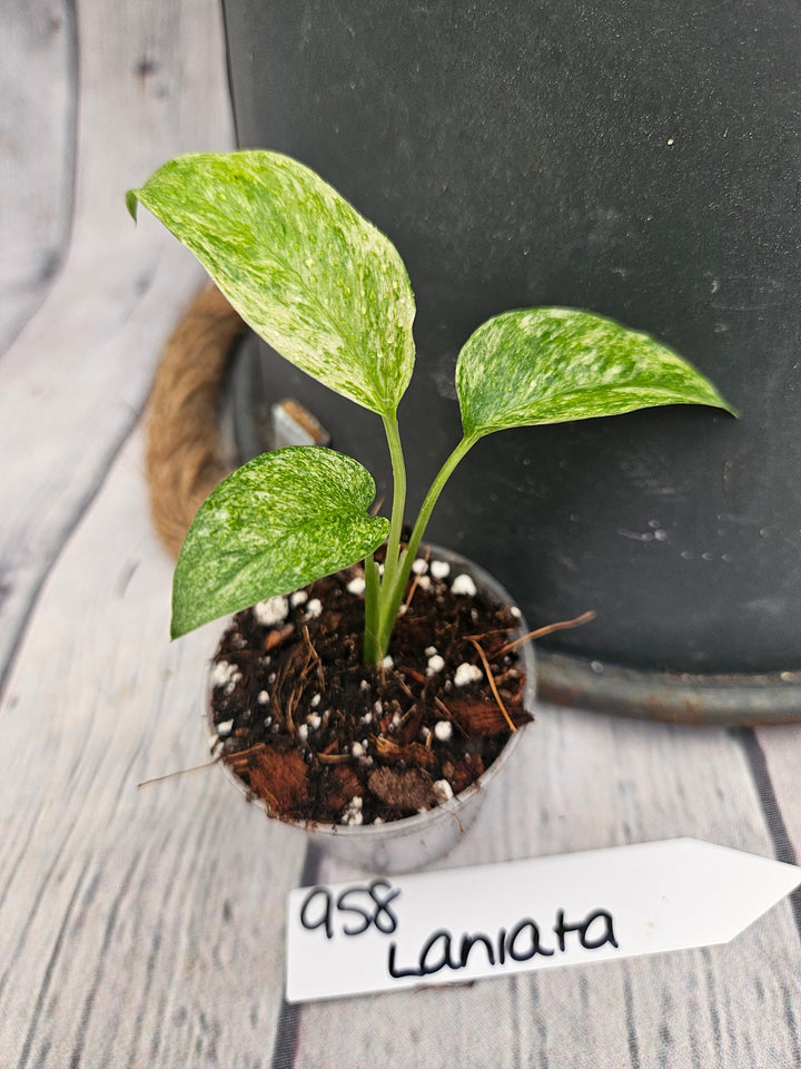 Monstera Var Laniata (2in)-958