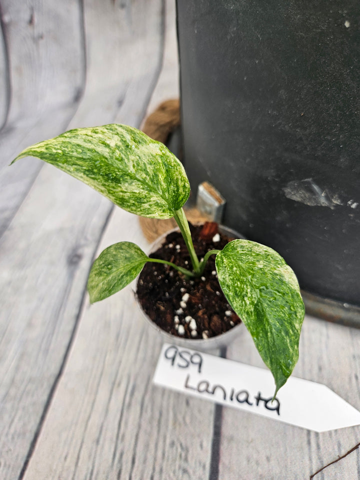 Monstera Var Laniata (2in)-959