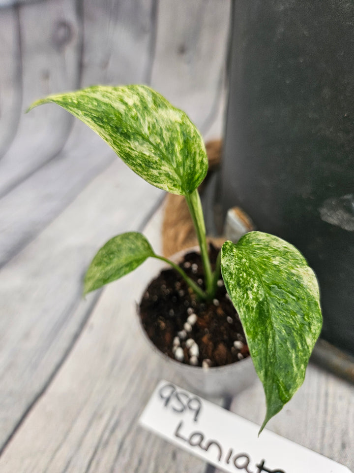 Monstera Var Laniata (2in)-959