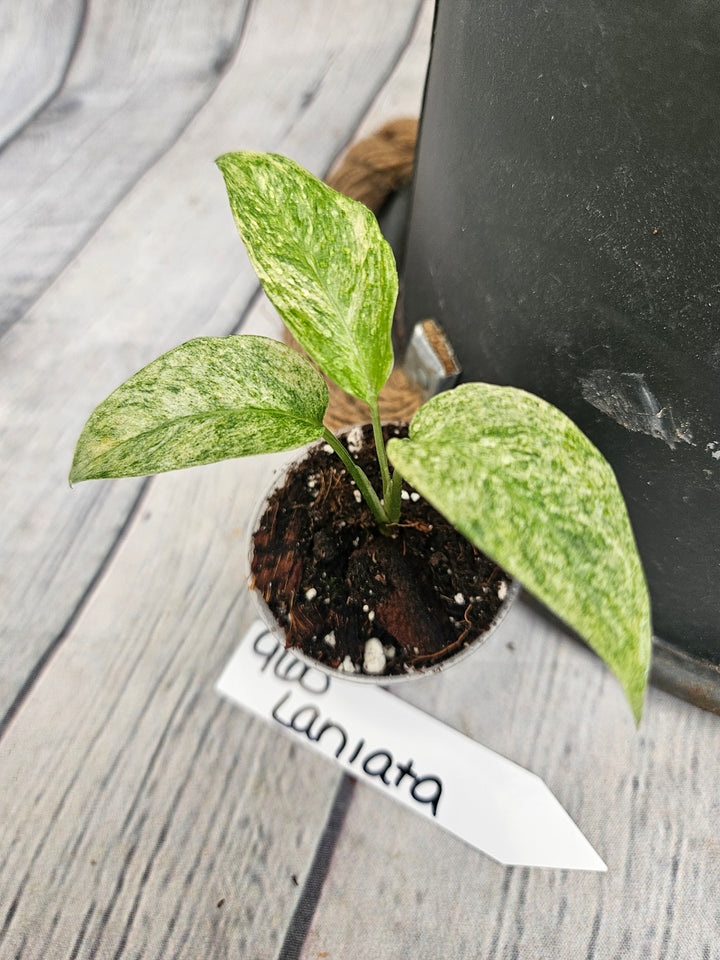 Monstera Var Laniata (2in)-960