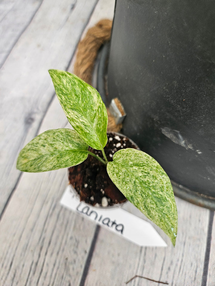 Monstera Var Laniata (2in)-960