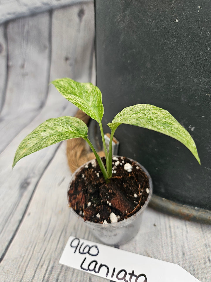 Monstera Var Laniata (2in)-960