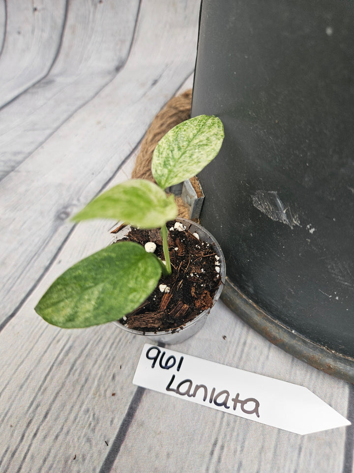Monstera Var Laniata (2in)-961