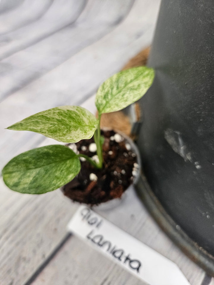 Monstera Var Laniata (2in)-961