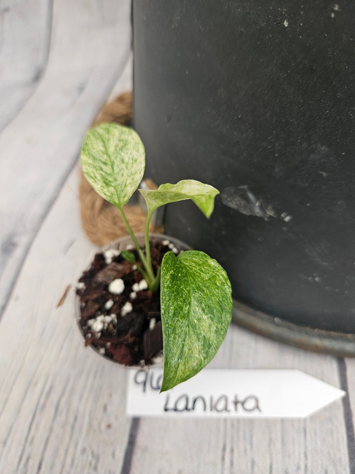 Monstera Var Laniata (2in)-961