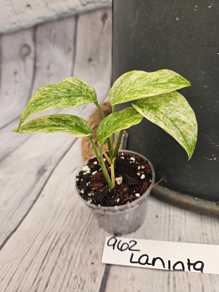 Monstera Var Laniata (2in)-962